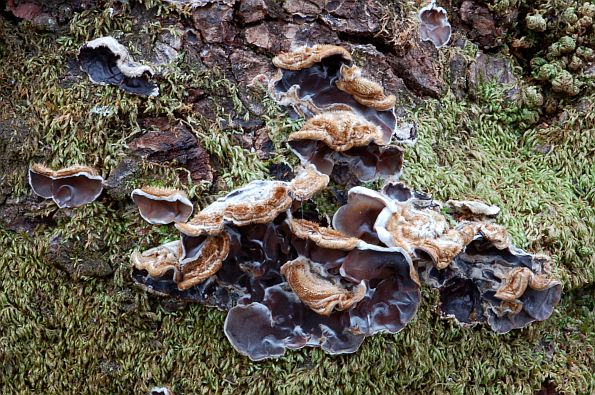 Auricularia mesenterica