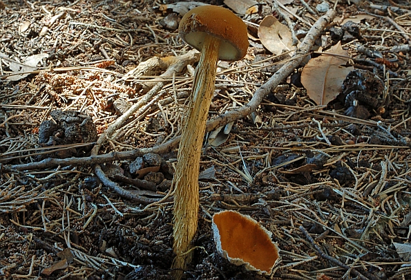 Battarrea phalloides