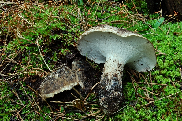 Boletopsis grisea