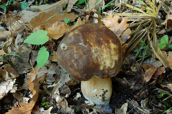 Boletus aereus