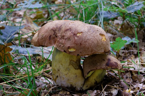 Boletus appendiculatus