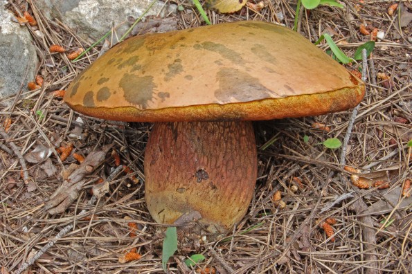 Boletus caucasicus