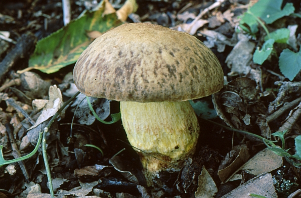 Boletus depilatus