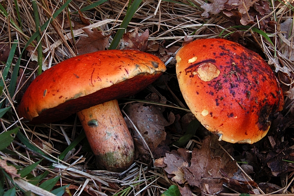 Boletus dupainii