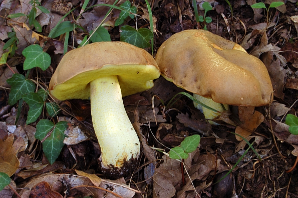Boletus impolitus