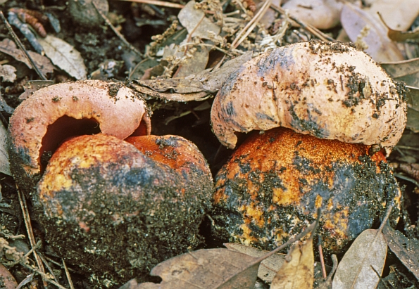 Boletus legaliae