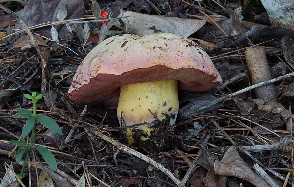 Boletus lupinus