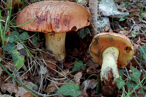 Boletus lupinus, vučji vrganj