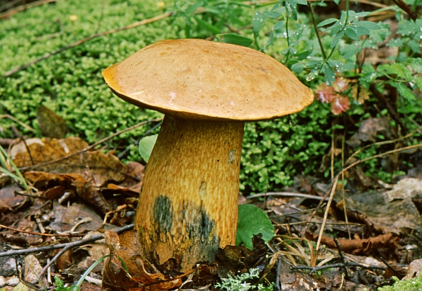 Boletus luridus