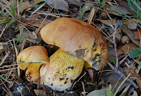 Boletus poikilochromus