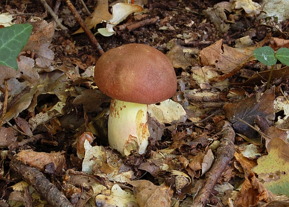 Boletus pseudoregius