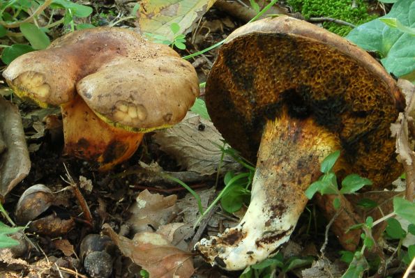 Boletus pulverulentus, posuti vrganj, tintar