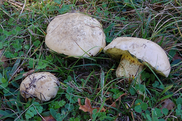 Boletus radicans