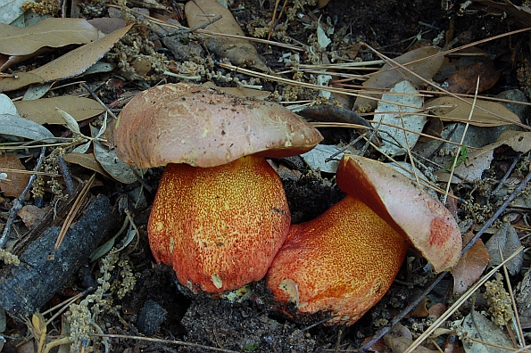 Boletus rhodoxanthus