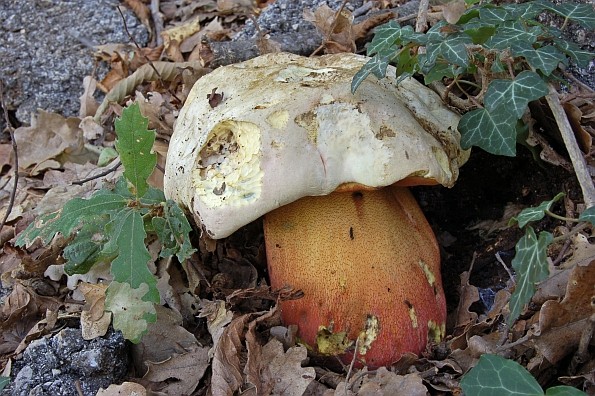 Boletus satanas