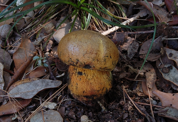 Boletus torosu