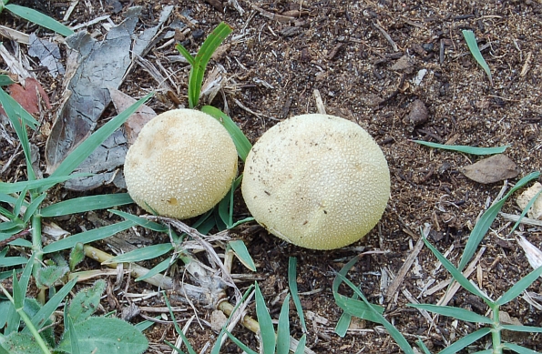 Bovista pusilla