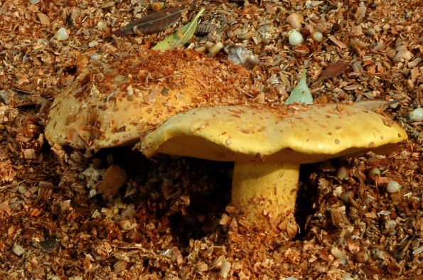 Buchwaldoboletus sphaerocephalus, sumporasti panjevac