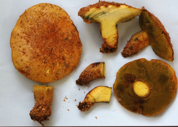 Buchwaldoboletus sphaerocephalus, sumporasti panjevac