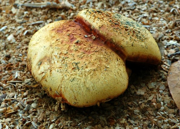 Buchwaldoboletus sphaerocephalus, sumporasti panjevac