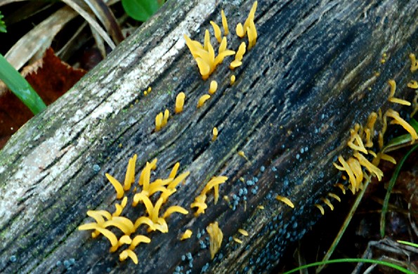 Calocera cornea, rogata rožnatica