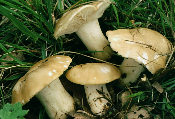 Calocybe gambosa