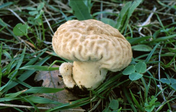 Calvatia cyathiformis