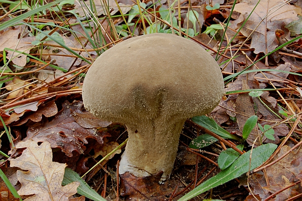 Calvatia excipuliformis