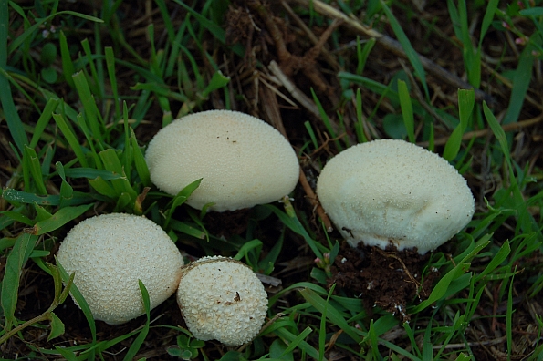 Calvatia utriformis