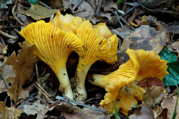 Cantharellus cibarius, lisička