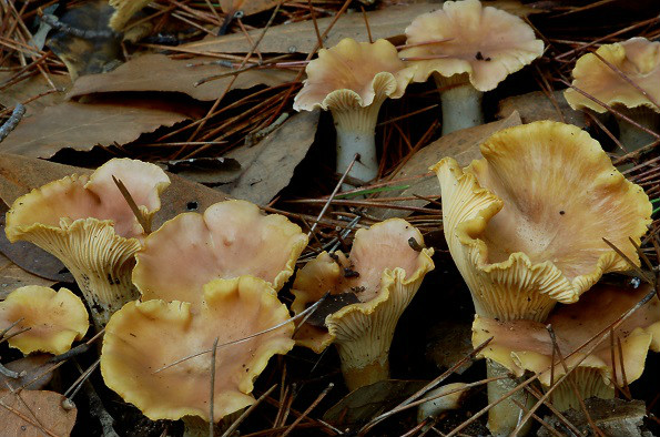 Cantharellus lilacinopruinatus, ljubičasta lisička