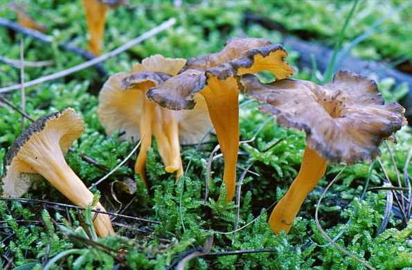 Cantharellus lutescens, žuta trubača