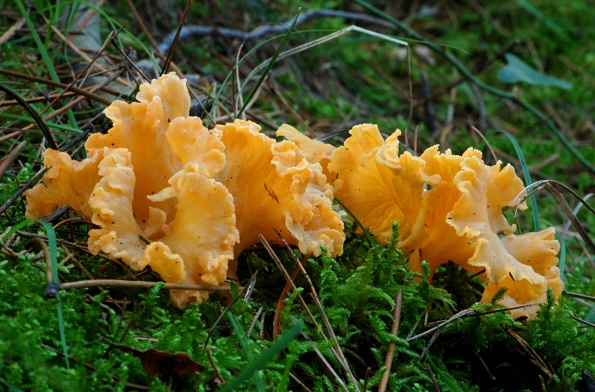 Cantharellus lutescens f. luteocomus