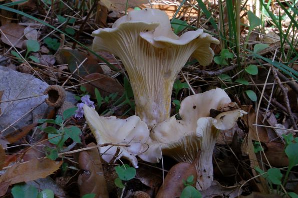 Cantharellus pallidoamethysteus, dalmatinska lisičarka