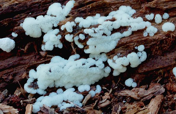 Ceratiomyxa porioides, rupičasta sluznjača