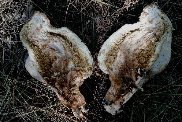 Chlorophyllum agaricoides, Stepska stožerka