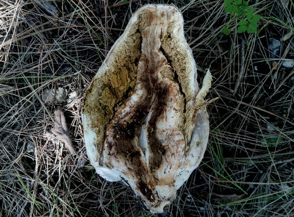 Chlorophyllum agaricoides, Stepska stožerka