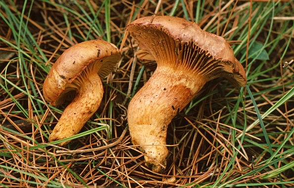 Chroogomphus fulmineus, plameni čavlić