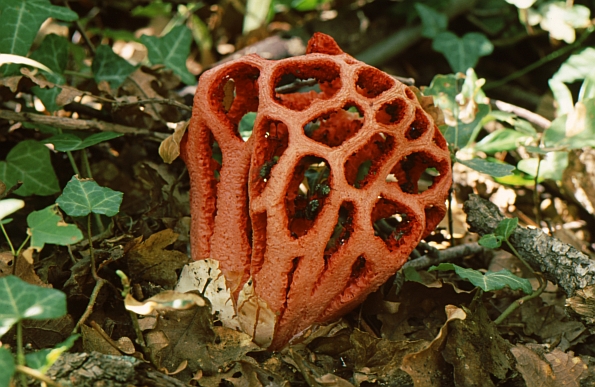 Clathrus ruber, vještičje srce