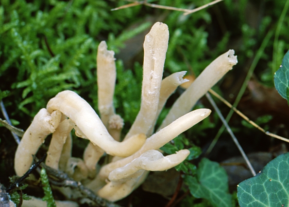 Clavaria fumosa