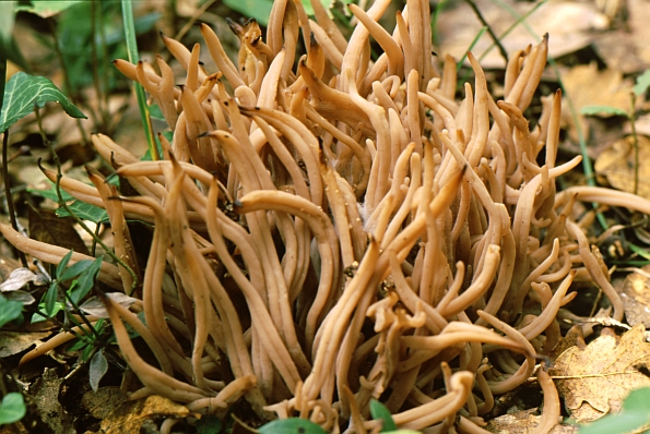 Clavaria vermicularis