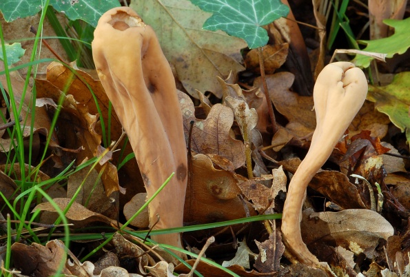 Clavariadelphus flavoimmaturus