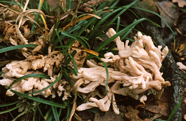 Clavulina cristata, grebenasta griva