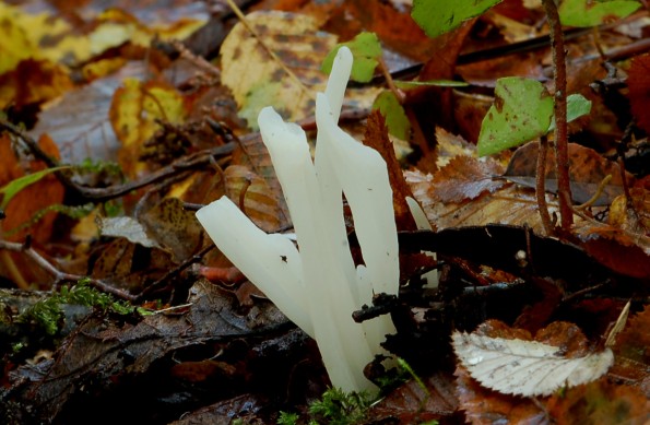 Clavulina rugosa, Clavaria rugosa, vitka capica