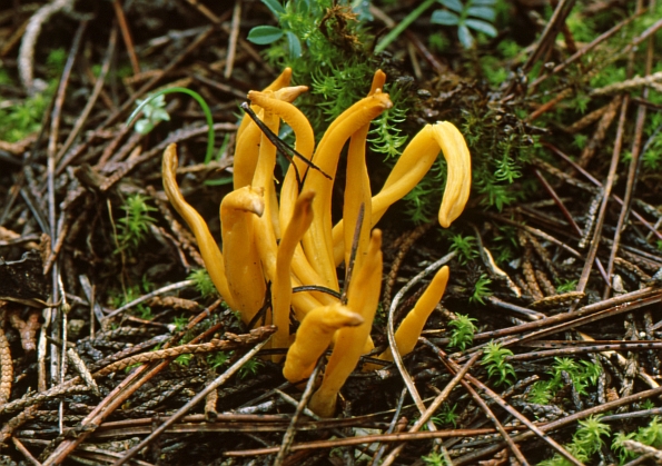 Clavulinopsis fusiformis, vretenasta kijačica