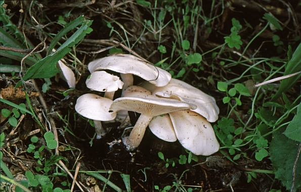 Clitocybe candicans, bjelkasta grlašica