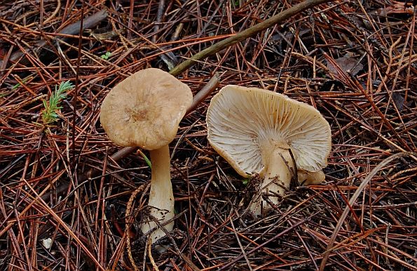 Clitocybe clavipes, kijačasta grlašica