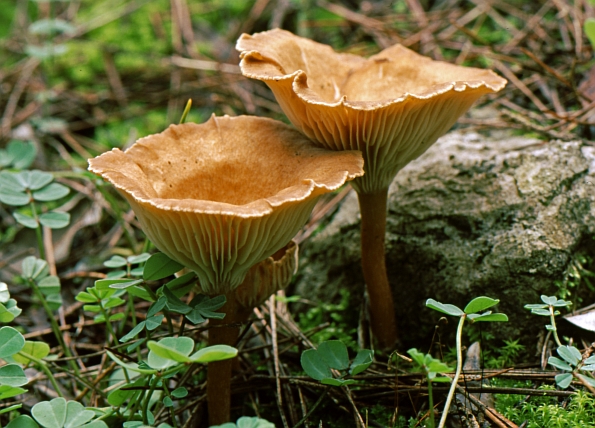 Clitocybe costata, resasta grlašica