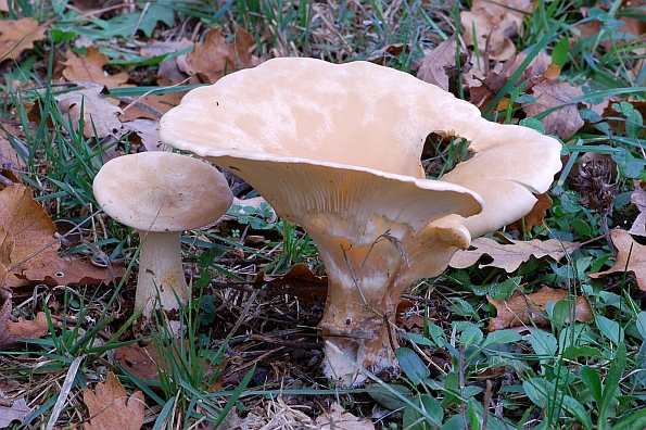 Clitocybe geotropa, velika martinčica