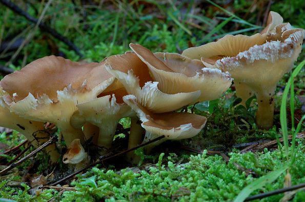 Clitocybe gibba, mala martinčica
